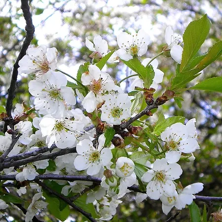 カントリーハウス Finca Don Leandro