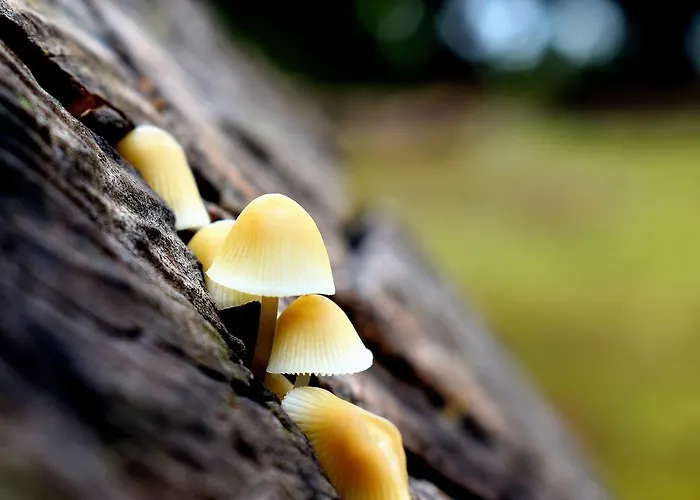 Finca Don Leandro Casa de Campo